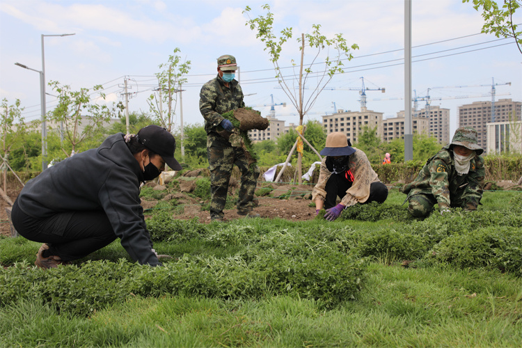 扎兰屯市园林工人“见缝插针”种植绿植。（摄影：韩冷）